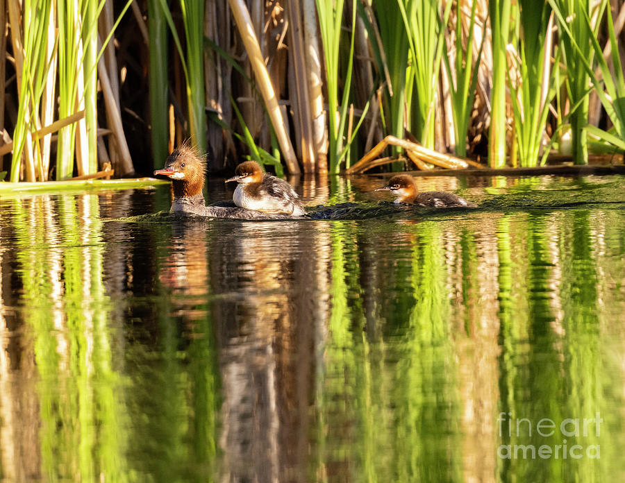 Merganser duck and ducklings Photograph by Steven Krull