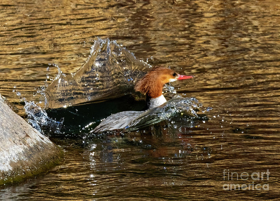 Merganser Duck Splashing Photograph by Steven Krull