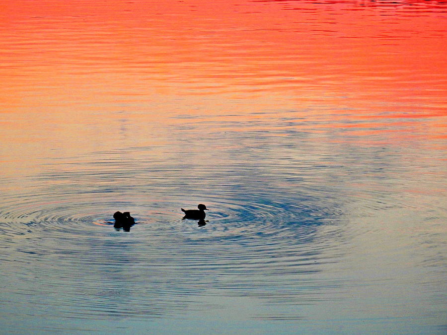 Merganser Ducks Photograph by Bill TALICH