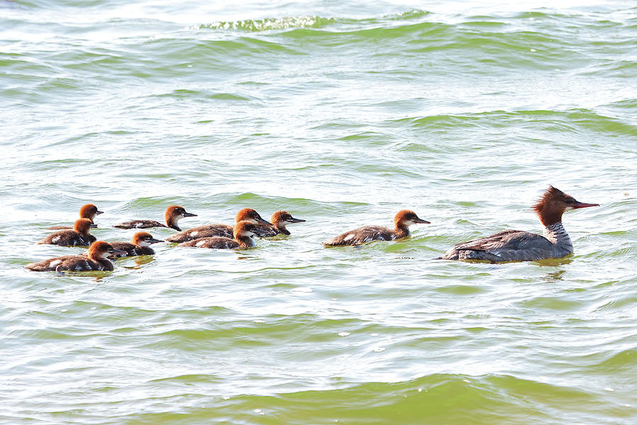 Merganser Family Photograph by Peggy Collins