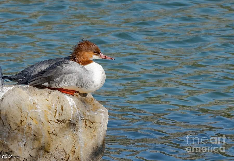 Duck Photograph - Merganser Sits Above Pond by Jim Wilce