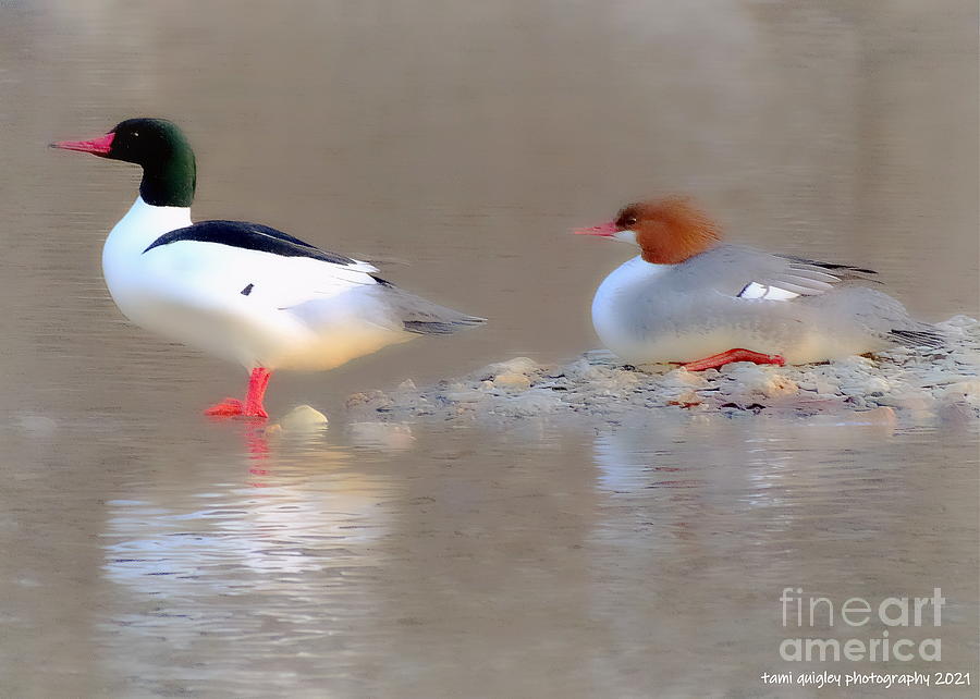 Mergansers On The Eve Of Spring Photograph by Tami Quigley