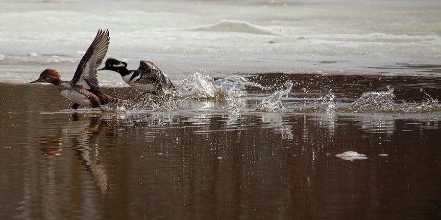 Mergansers Running On Water Photograph by Dale Kauzlaric