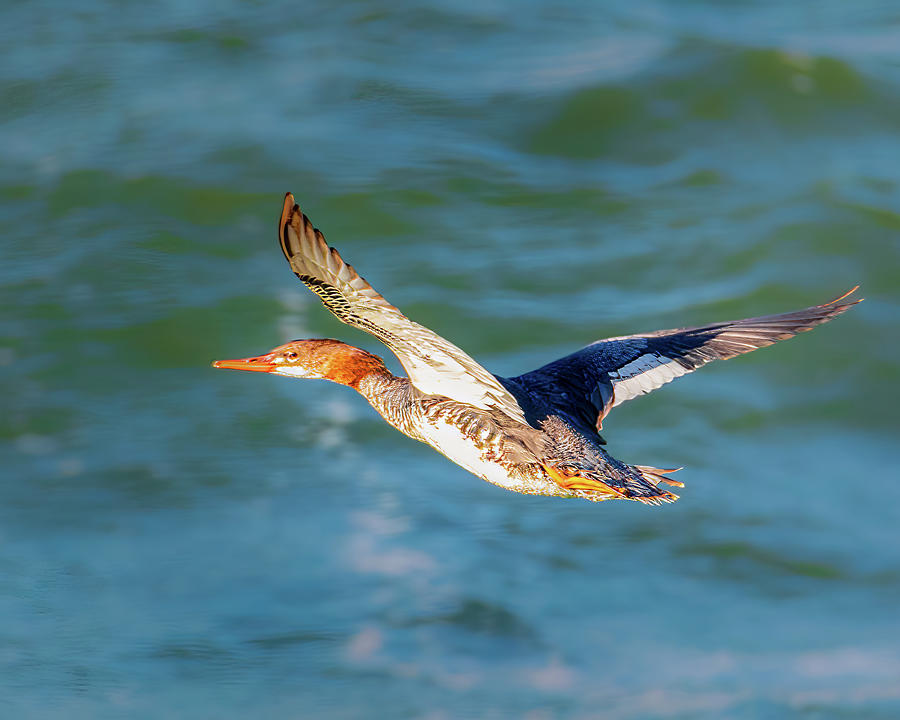 Merganser in Flight Photograph by Mike Lee