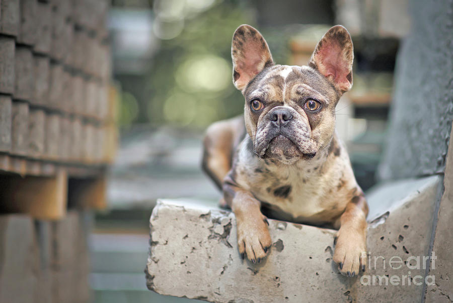 Merle colored French Bulldog dog Photograph by Firn | Pixels