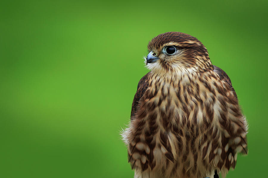 Merlin -- Falco columbarius Photograph by Chris Smith