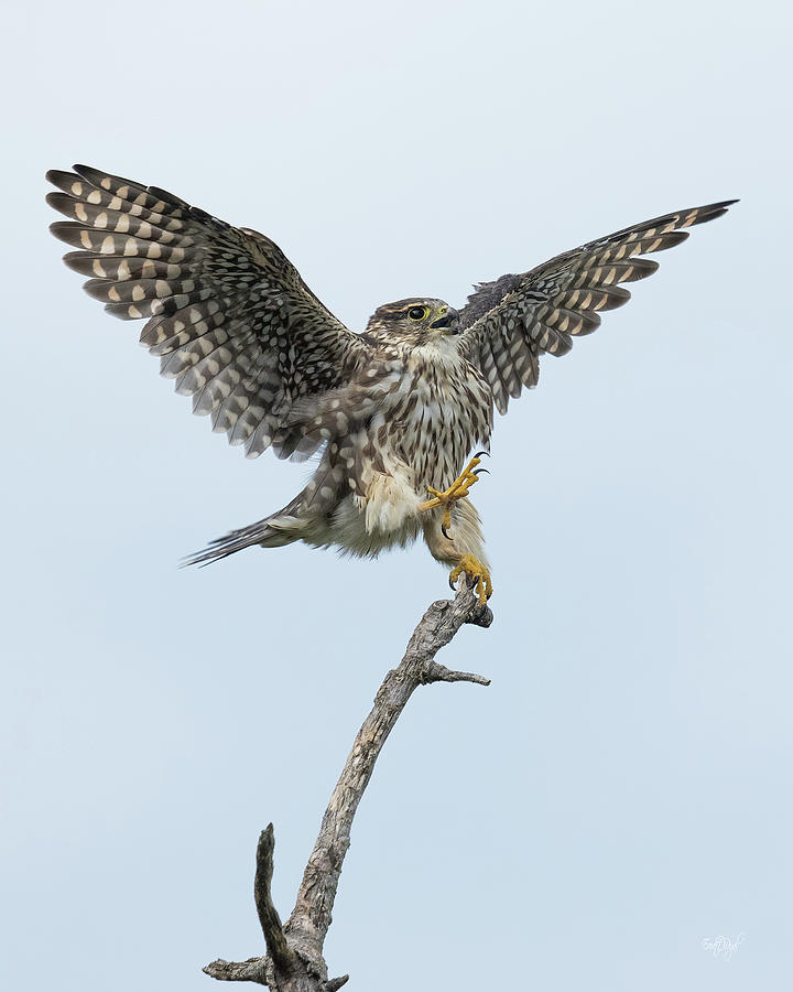 Merlin Falcon Defense Posture Photograph by Everet Regal