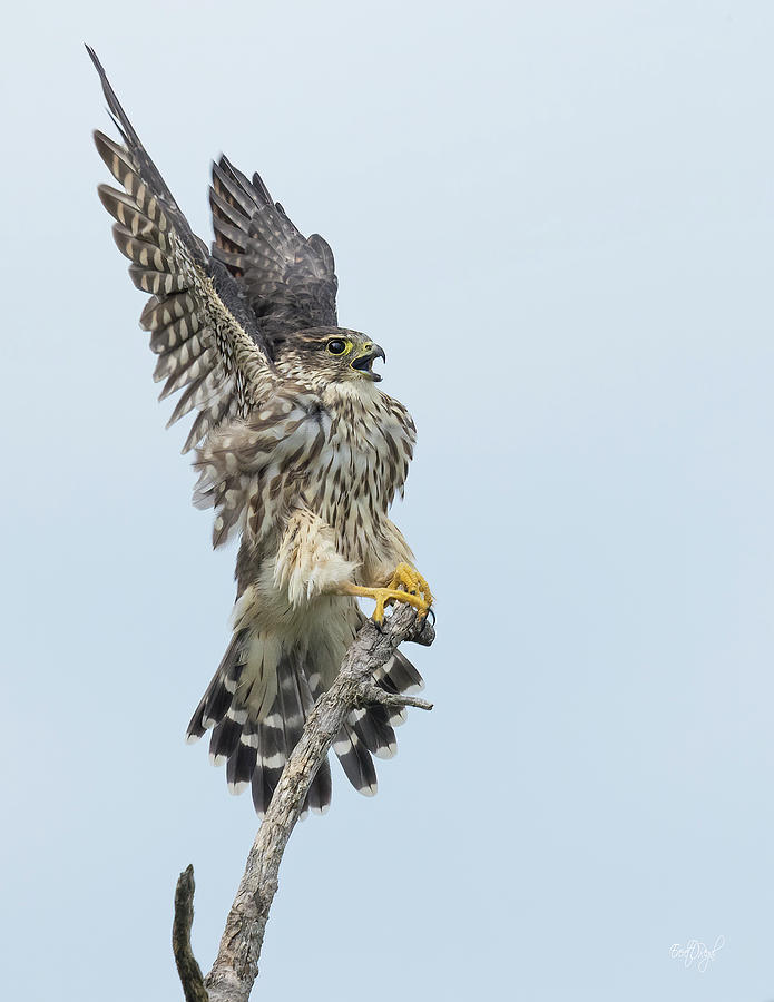 Falcon Photograph - Merlin Falcon Intense Warning by Everet Regal