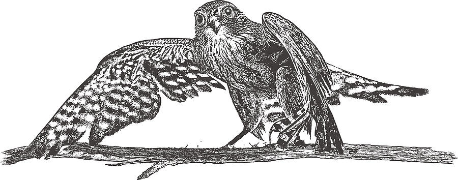 Merlin Falcon perching on a branch Drawing by GeorgePeters