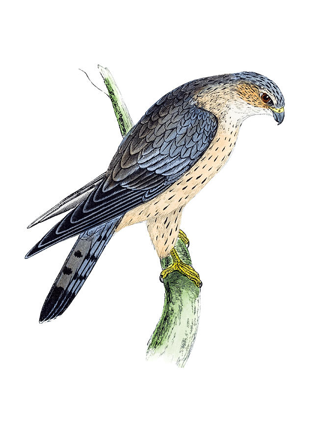 Merlin - Hand Coloured Engraving Drawing by Andrew_Howe