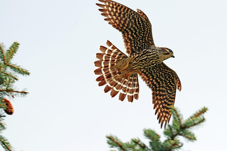 Merlin In Flight Photograph by Debbie Oppermann
