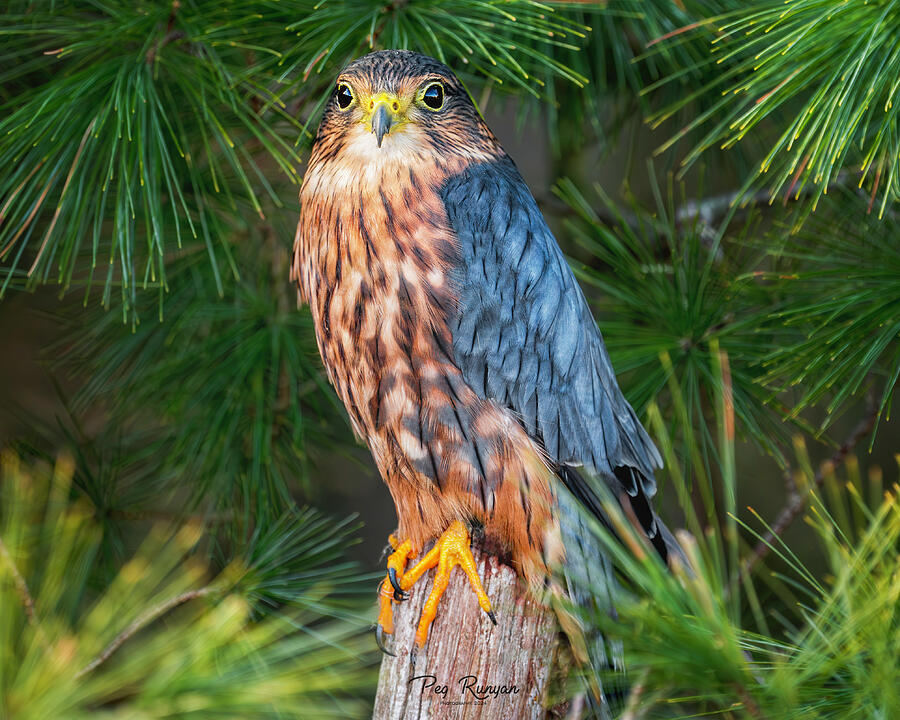Merlin Magic in the Pines Photograph by Peg Runyan
