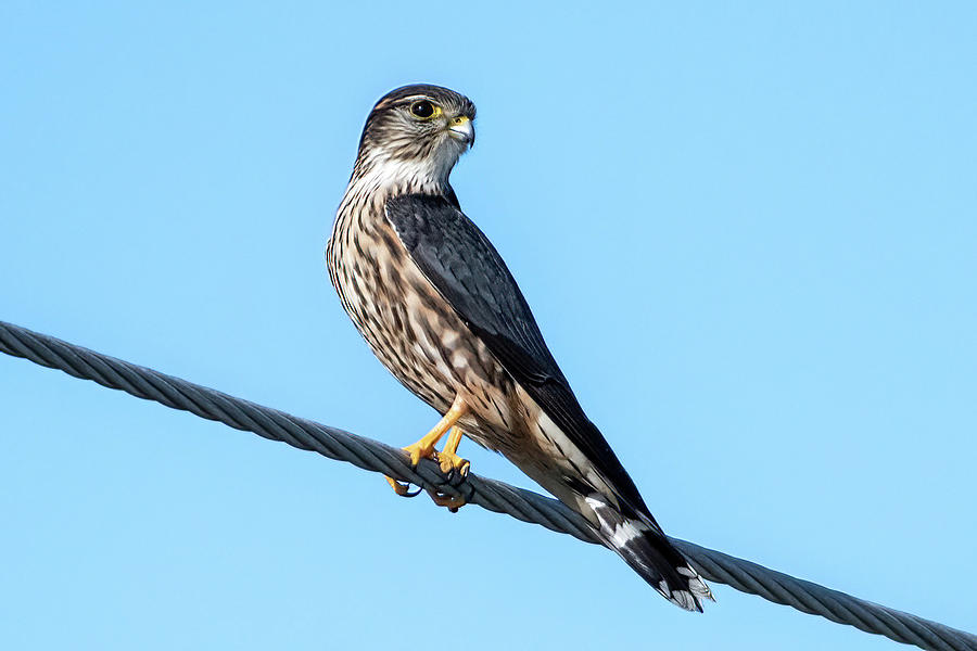 Merlin on a Wire Photograph by Bradford Martin