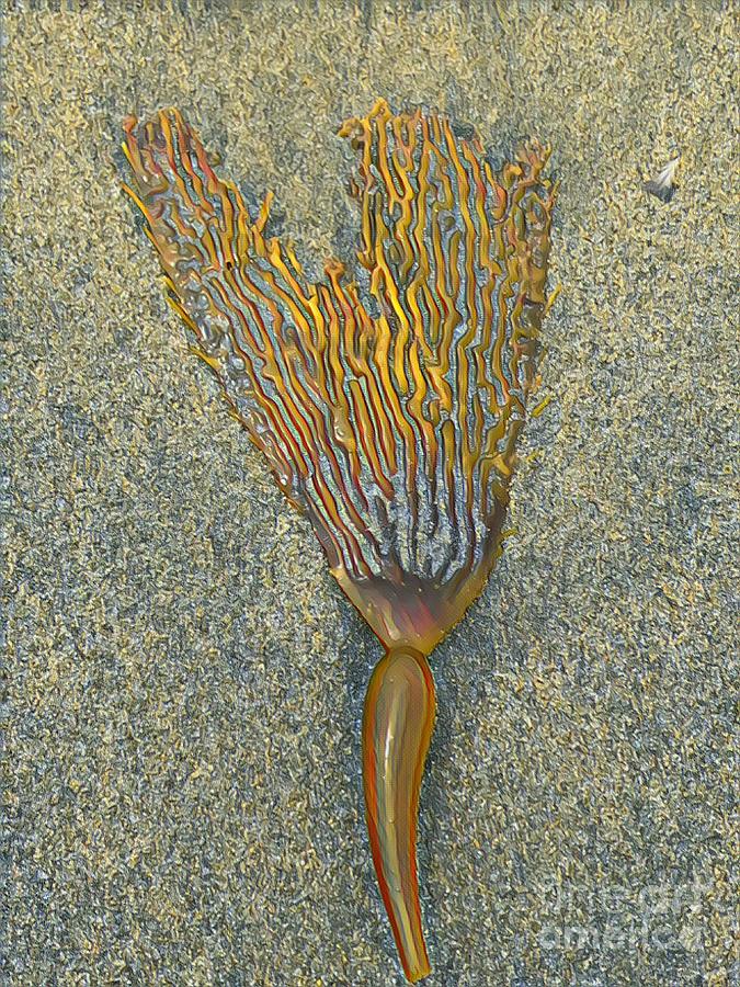 Mermaid comb  Photograph by Reena Kapoor