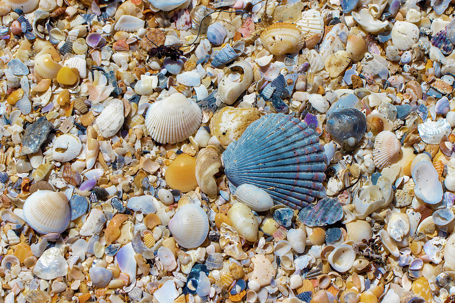 Ocean Shell Treasures Photograph by Blair Damson