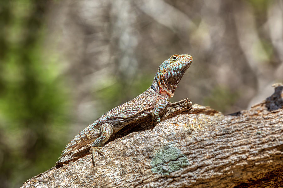 Merrem's Madagascar swift, Oplurus cyclurus, Arboretum d'Antsokay ...