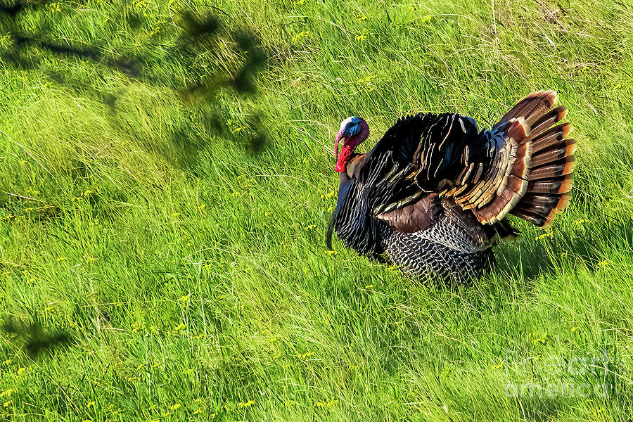 Merriam Turkey #3 Photograph by William Meeuwsen - Pixels