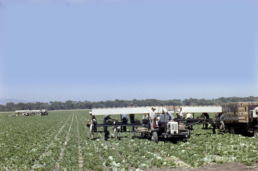 Field Workers Photograph - Merrill Farms  Field workers harvesting and packing lettuce field  by Monterey County Historical Society