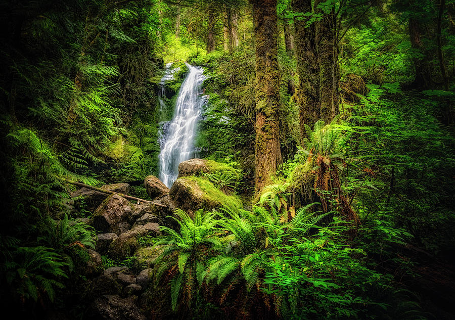 Merriman Falls in Quinault Rainforest Photograph by Carolyn Derstine