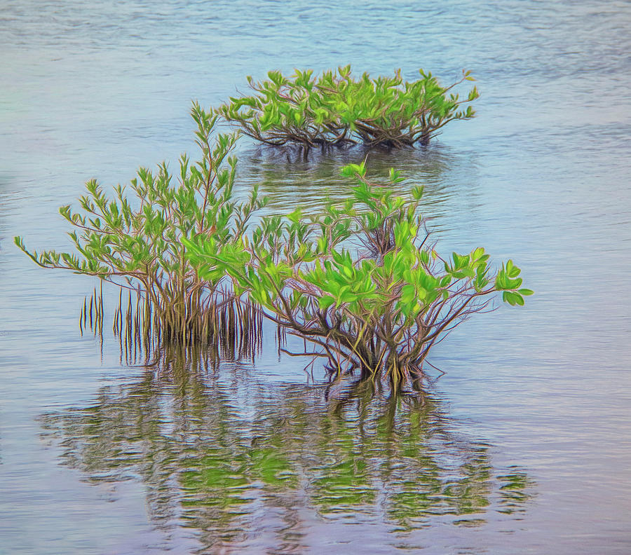 Merritt Island Mangroves Photograph by Karen Sirnick