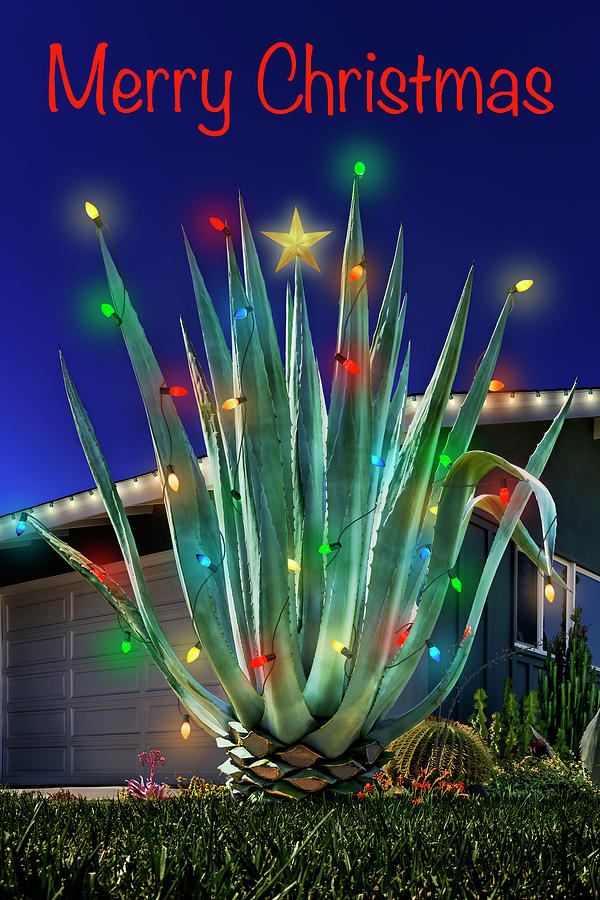 Merry Christmas Agave Photograph by Kelley King