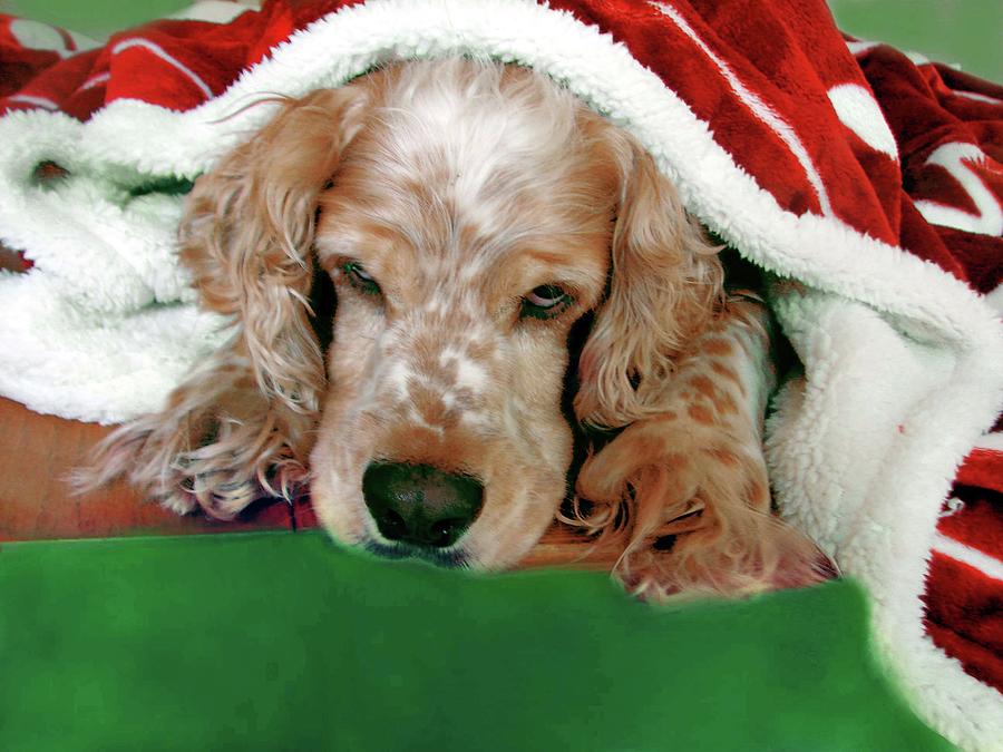Merry Christmas Art 36 Digital Art by Miss Pet Sitter