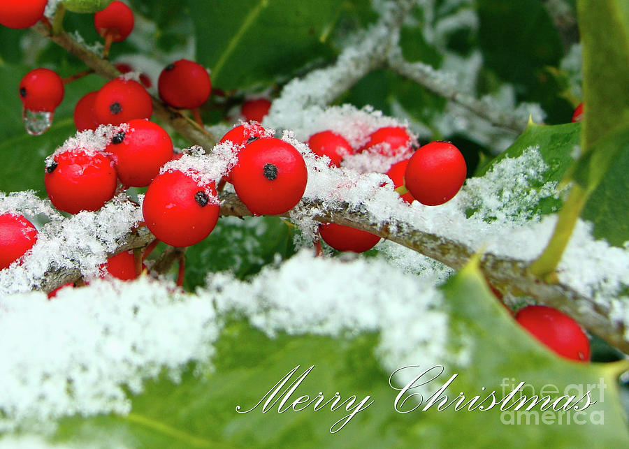 Merry Christmas Berries Card Photograph by Amy Dundon