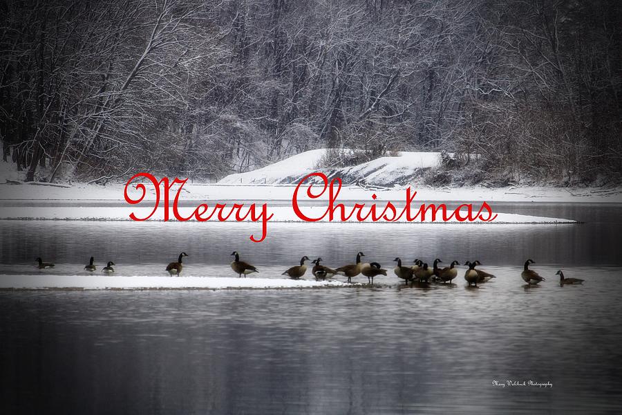 Merry Christmas Canadian Geese Photograph by Mary Walchuck