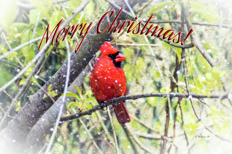 Merry Christmas Cardinal Photograph by Brian Wallace