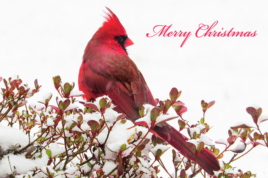 Merry Christmas Cardinal in The Snow Photograph by Linda Bielko | Fine ...