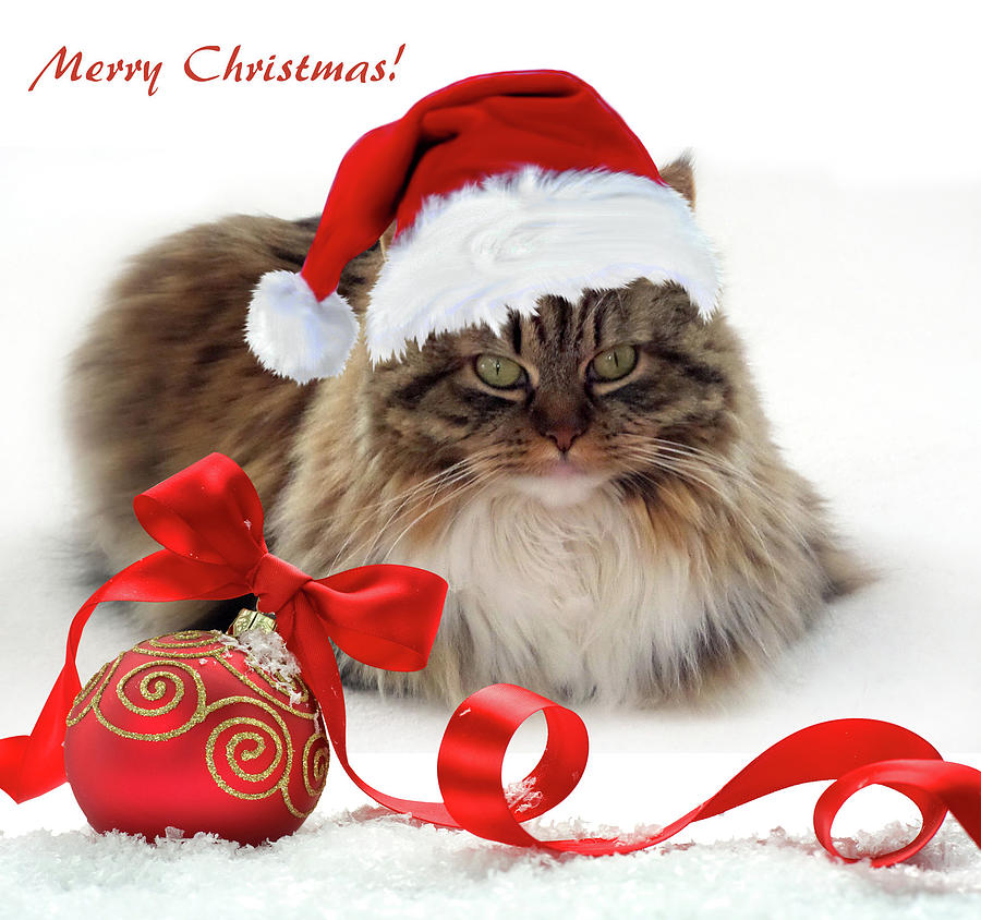 Merry Christmas Cat Photograph by Jessica Jenney