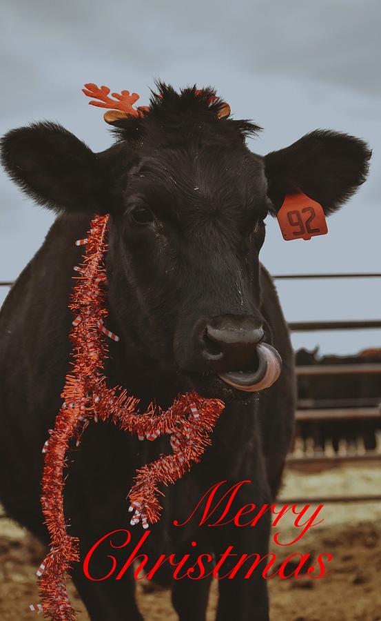 Merry Christmas Cow Photograph by Riley Bradford - Pixels