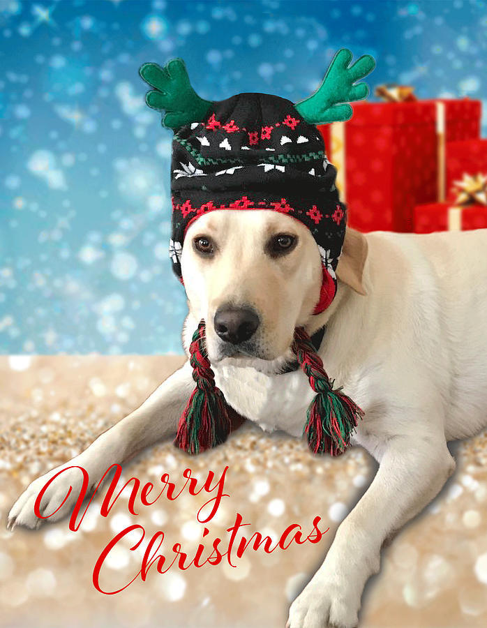 Merry Christmas Cute Labrador Dog Wishes Digital Art by Inge Lewis