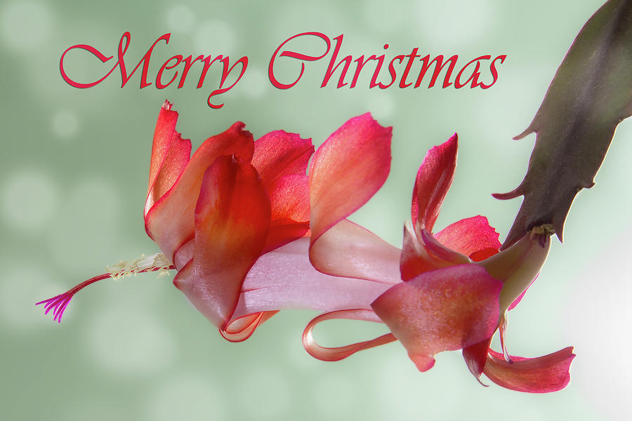 Merry Christmas - Flowering Cactus Photograph by Patti Deters