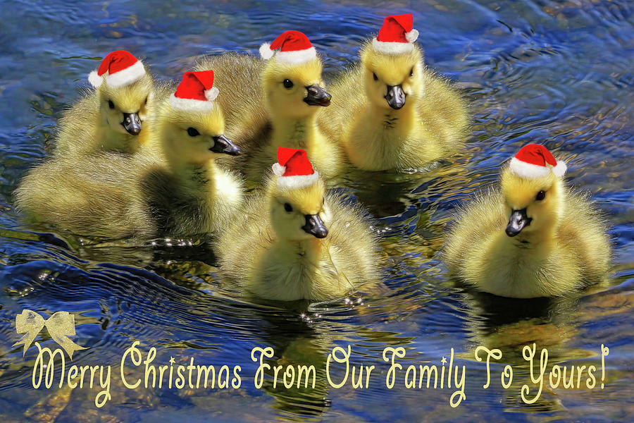 Christmas Photograph - Merry Christmas From Our Family To Yours by Donna Kennedy