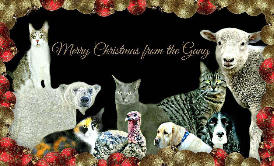 Merry Christmas from the Gang Photograph by Diana Angstadt