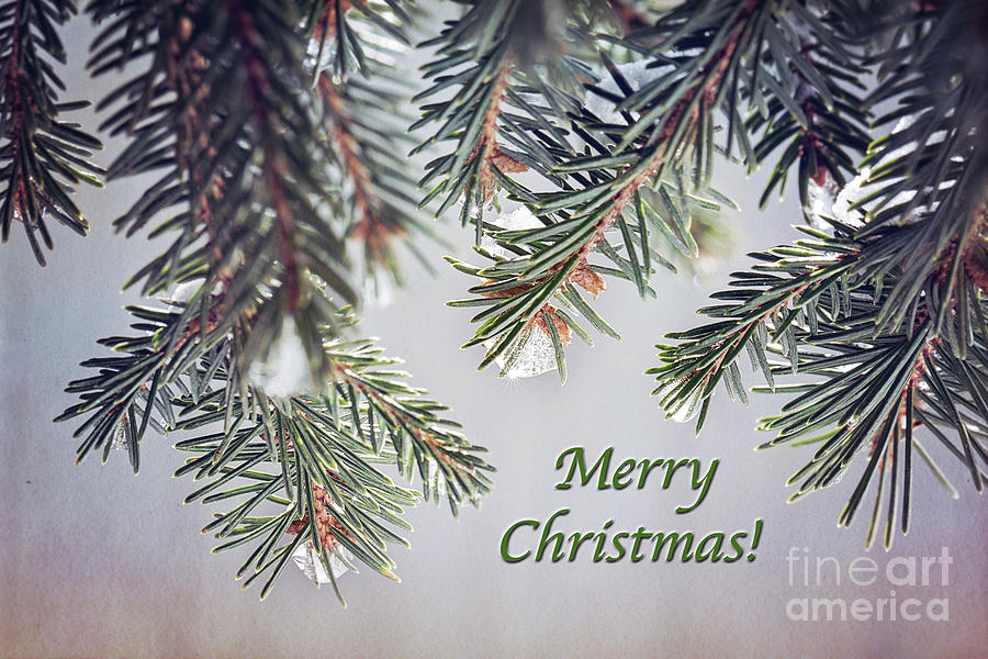 Merry Christmas Frozen Pine Needles Photograph by Sharon McConnell