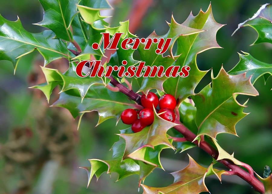 Merry Christmas Holly Berries by Marlin and Laura Hum