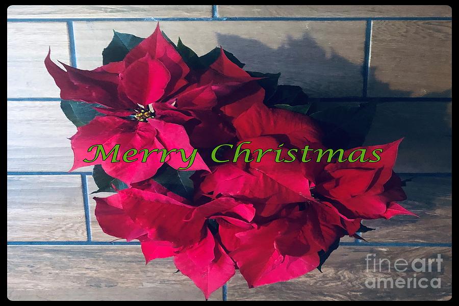 Merry Christmas Photograph by Jessica Ivy | Fine Art America