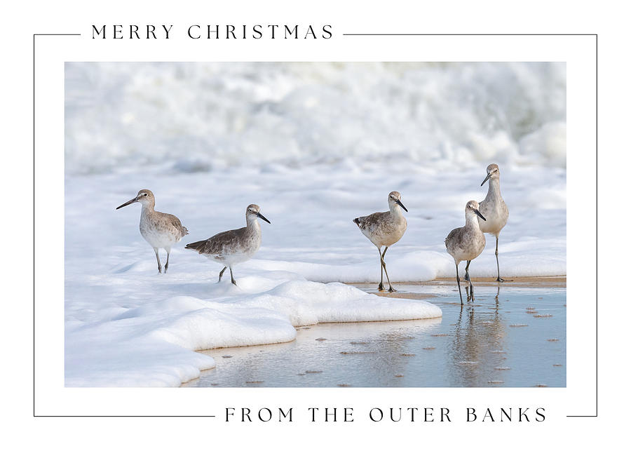 Merry Christmas Outer Banks Willets Photograph by Cyndi Goetcheus Sarfan
