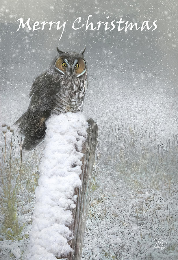 Merry Christmas Owl Photograph by Debra Boucher