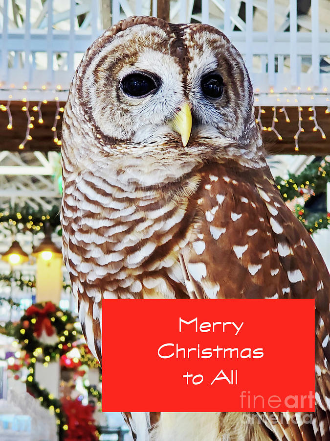 Merry Christmas Owl Mixed Media by Sharon Williams Eng