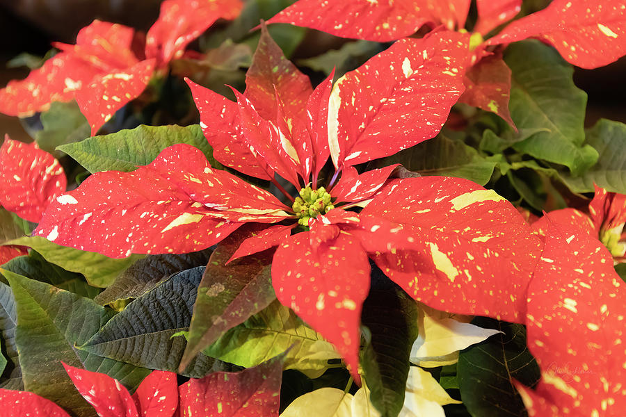 Merry Christmas Poinsettia  Photograph by Alice Schlesier