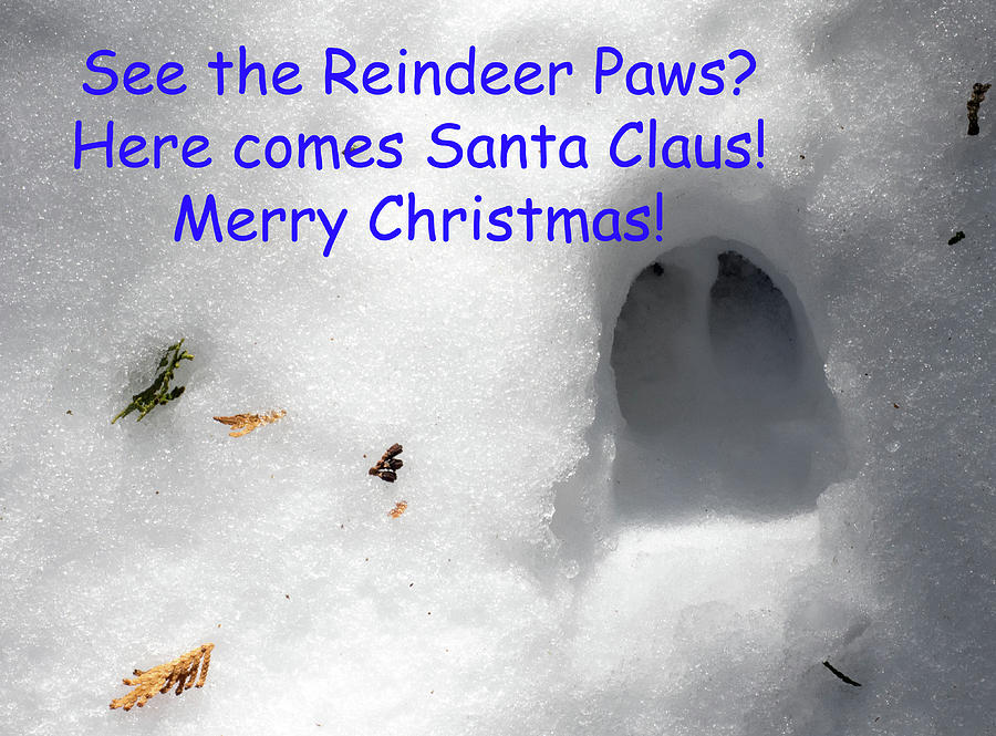 Merry Christmas - Reindeer Paws Photograph by James C Richardson