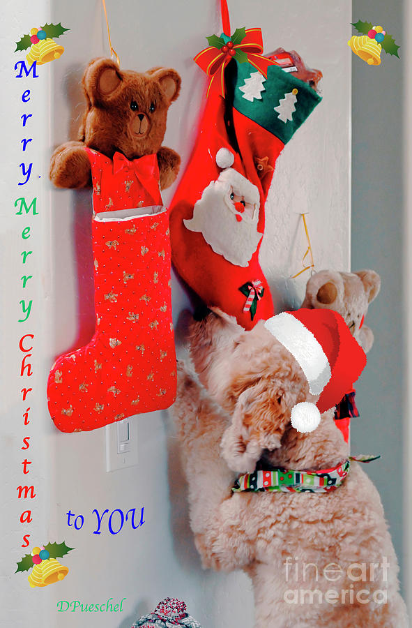 Merry Christmas Stocking Photograph by Debby Pueschel