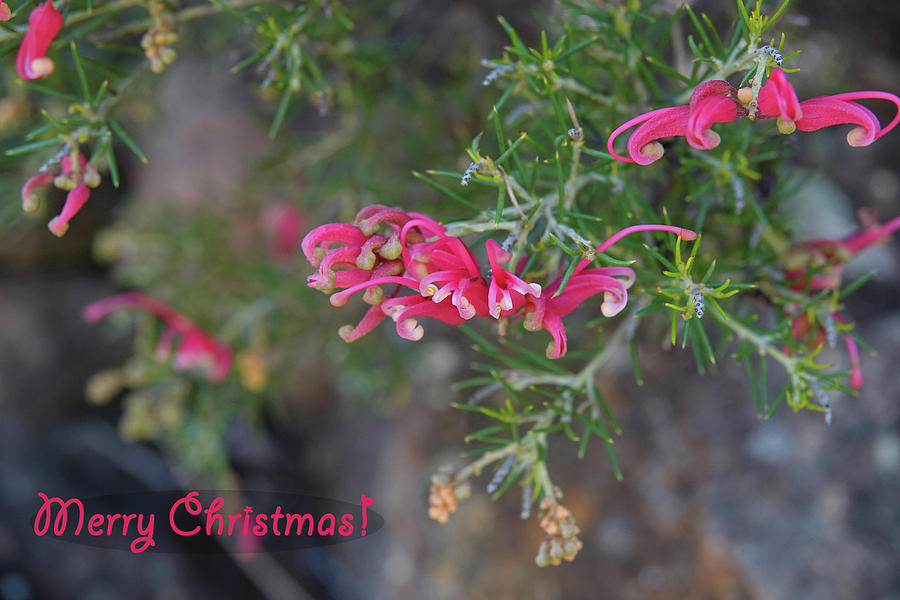 Merry Christmas with Aussie Natives Photograph by Maryse Jansen