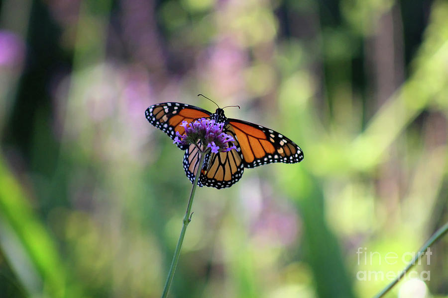 Merry Monarch Photograph by Karen Adams