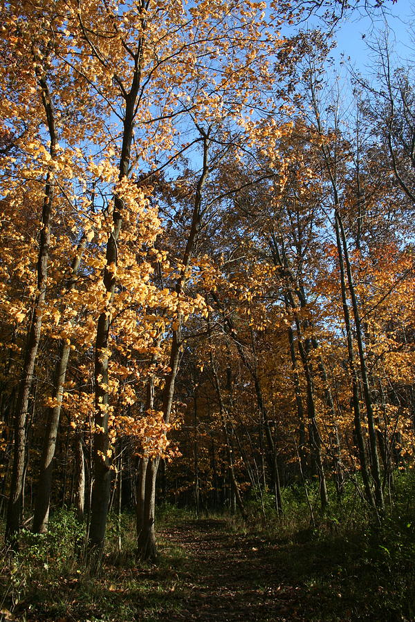 Merwin Trail Autumn Light by Dylan Punke Merwin Trail Autumn Light by Dylan Punke