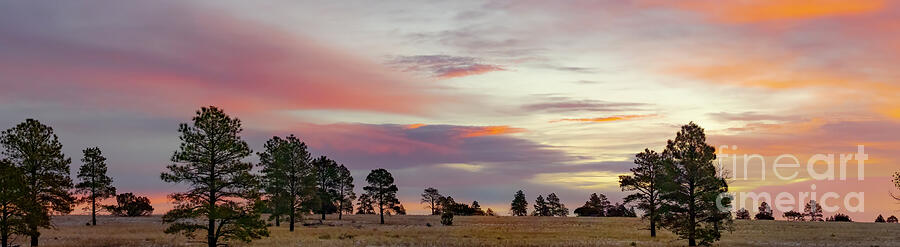 Tree Photograph - Mesa Dawn In Flagstaff by Jim Wilce