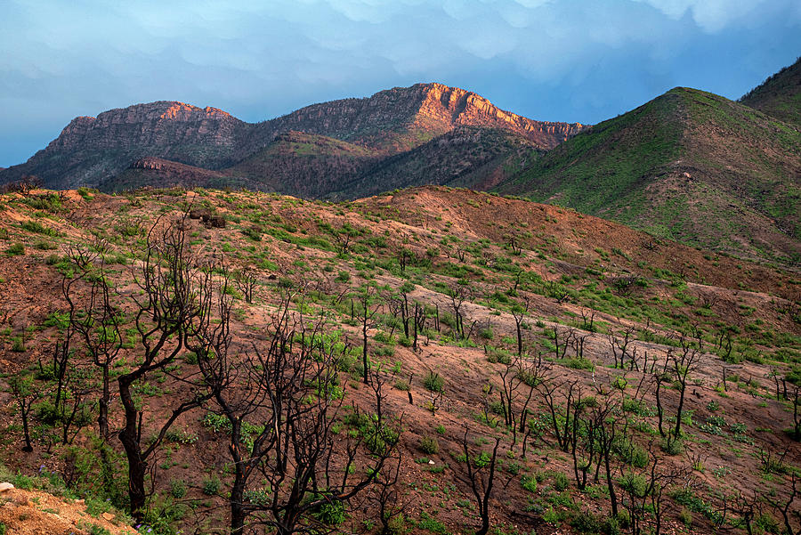 Mescal Mountains after the fire Photograph by Dave Dilli